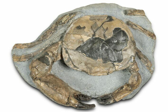 Oligocene Fossil Crab (Branchioplax) - Washington State #355027